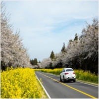 일산렌트카-5918901